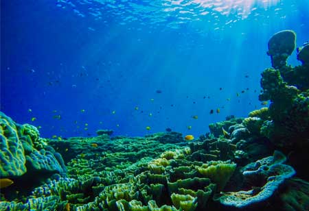 Marines - The Source of Ocean Information